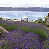 purple scent lavender