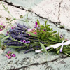 purple scent lavender